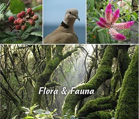 Picture for category Flaura & Fauna